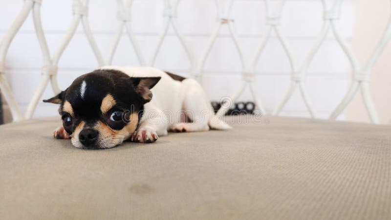 Cihuahua охлаждая на софе стоковое изображение Cihuahua охлаждая на софе стоковое изображение