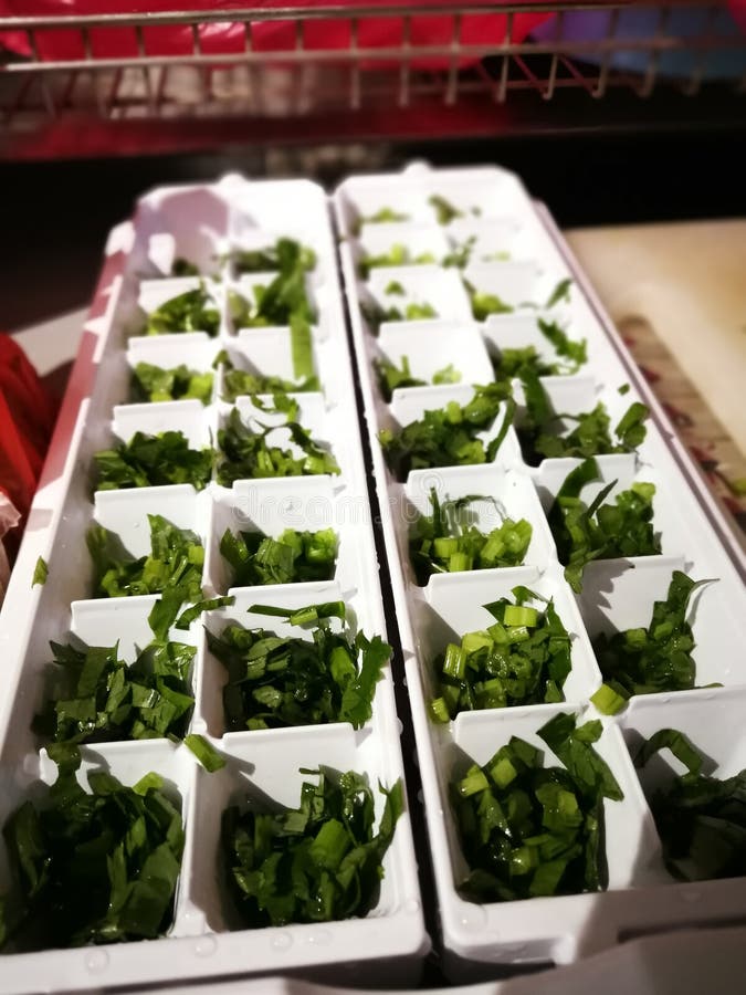Cilantro Being Placed in a Ice Tray Cubes. Stock Photo Image of