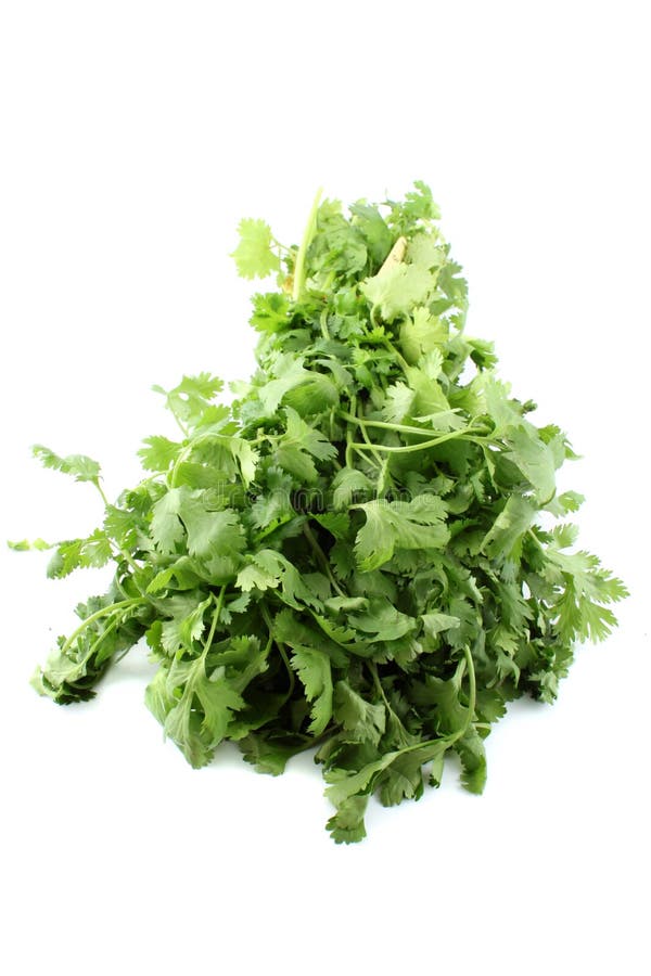 Coriander or Cilantro Plant in a Pot Stock Image Image of outdoors