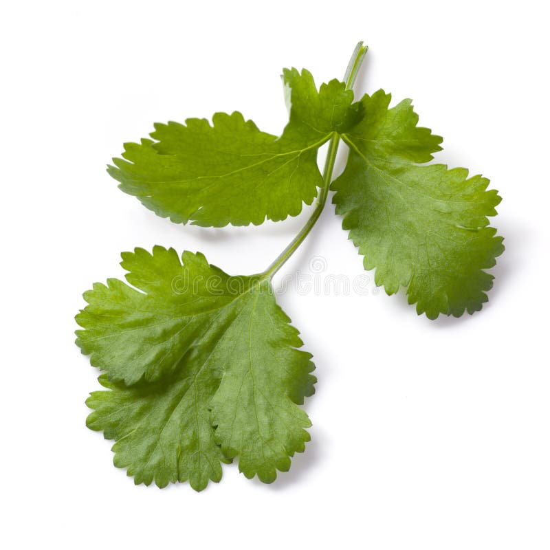 Cilantro or Coriander Isolated Stock Image Image of white, fresh