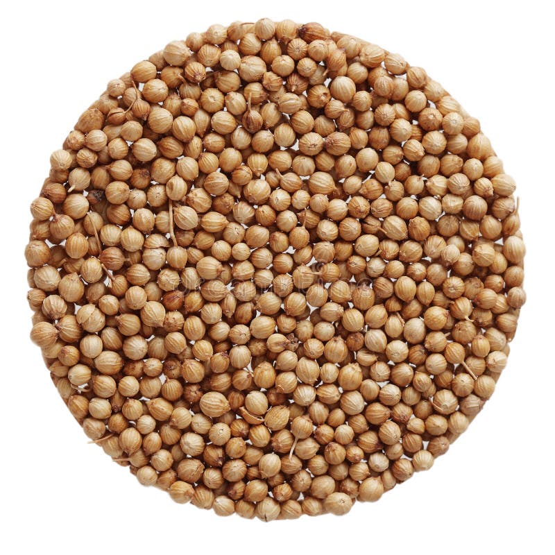 Cilantro stock image. Image of ingredient, flavor, vegetable 5024161