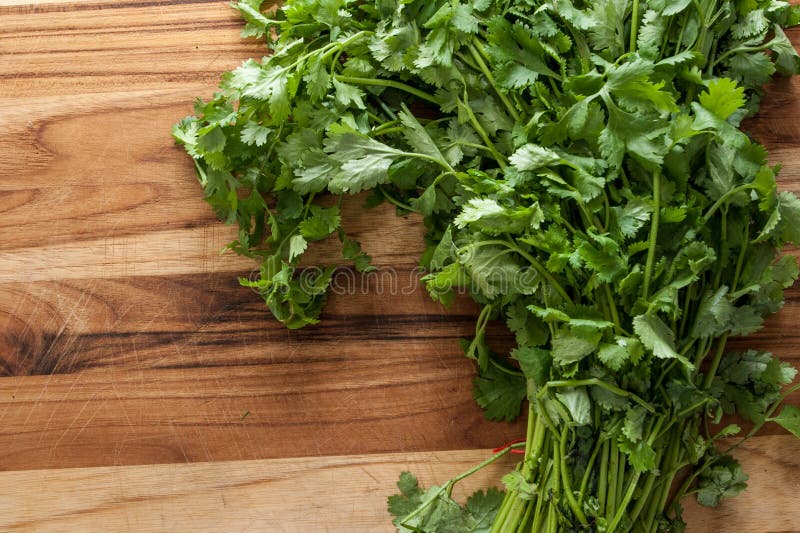 Cilantro stock photo. Image of fresh, spice, photography 17174868