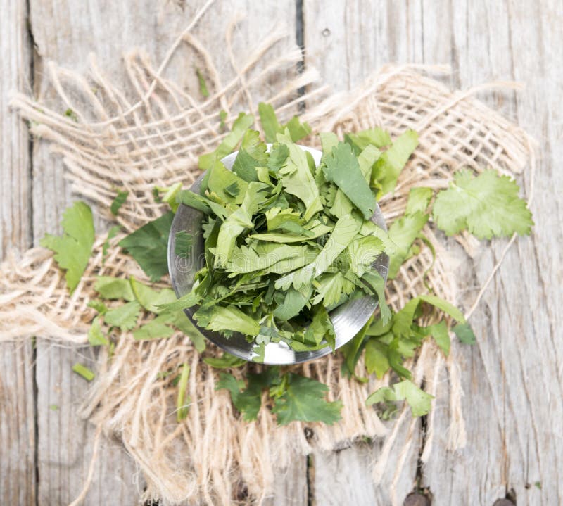 Cilantro stock photo. Image of flavor, freshness, foliage 39515990