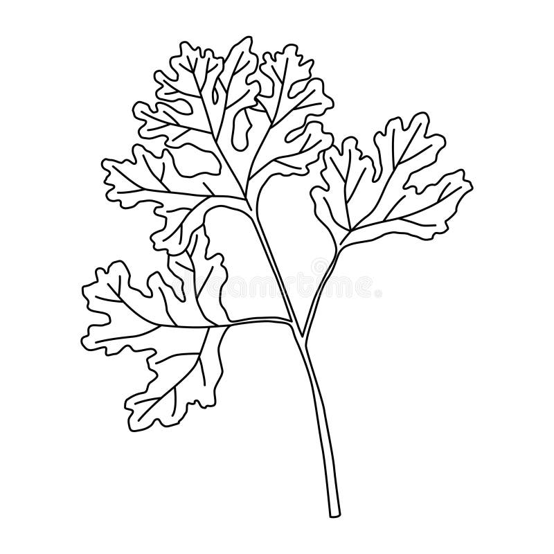 Cilantro Isolated on White. Black and White Vector Illustration Stock
