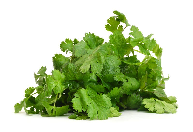 Cilantro Leaf Green on White Background Stock Image Image of closeup