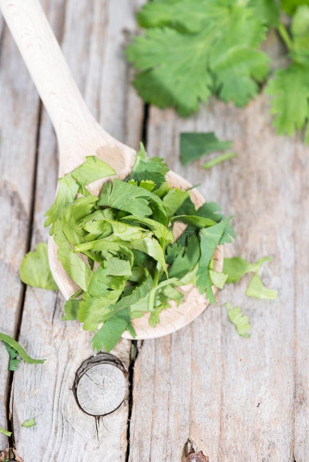Cilantro Leaves stock photo. Image of spice, seasoning 39287552