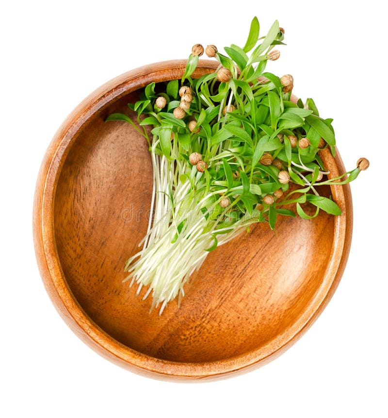 Cilantro Microgreens, Fresh Coriander Seedlings, in a Wooden Bowl Stock Photo Image of healthy