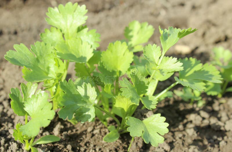 Young Cilantro Coriander Plant Stock Photo Image of herbs, edible