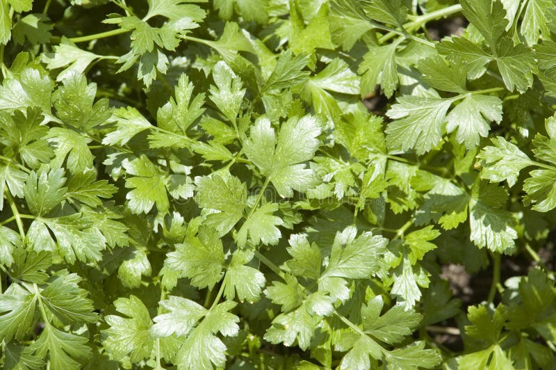 cilantroörtleaves arkivbild cilantroörtleaves arkivbild