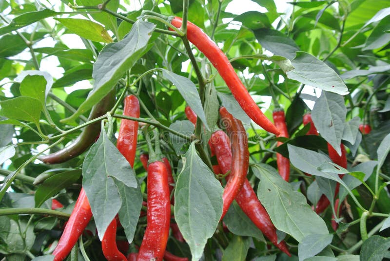  Cili Besar  Or Capsicum Annum Stock Photo Image of 