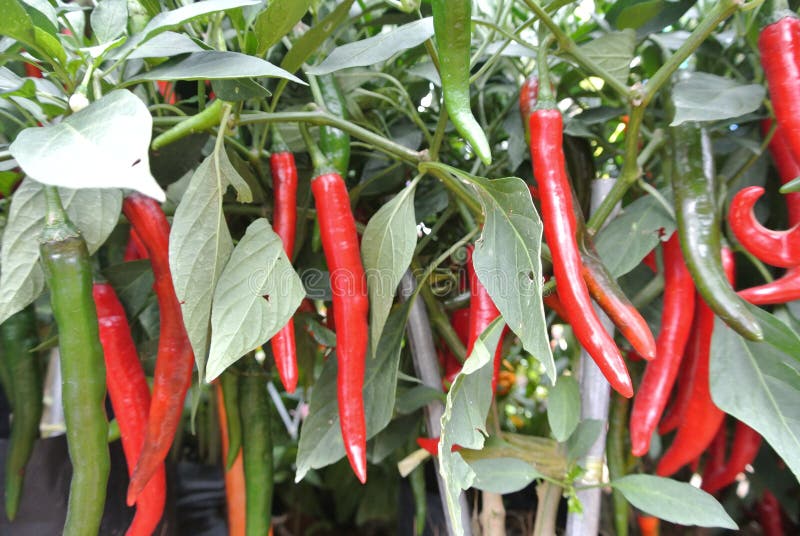  Cili Besar  Or Capsicum Annum Stock Photo Image of chili  
