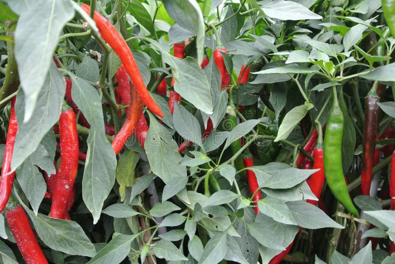  Cili Besar  Or Capsicum Annum Stock Photo Image of tasty 