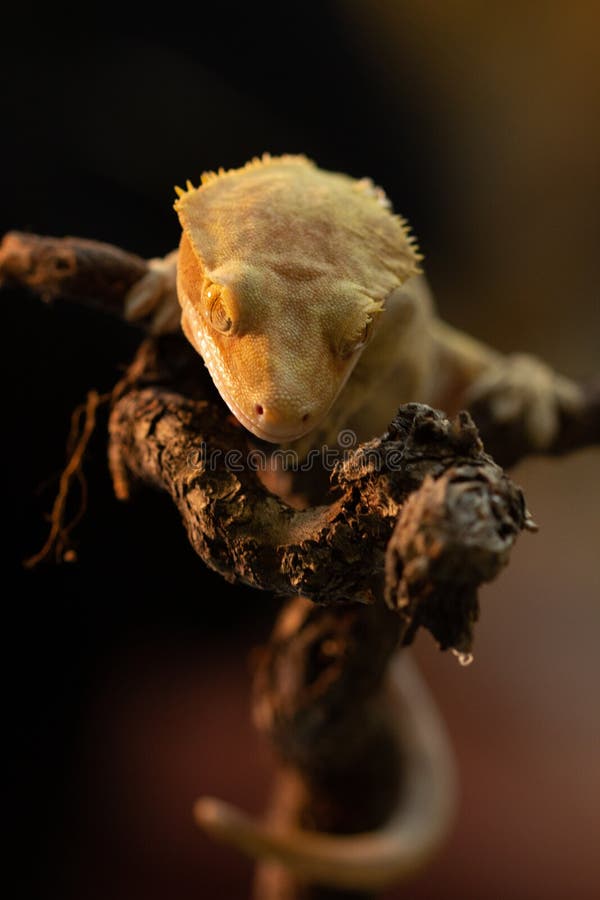 Ciliatus ou gecko Crestate de Correlophus image libre de droits Ciliatus ou gecko Crestate de Correlophus image libre de droits