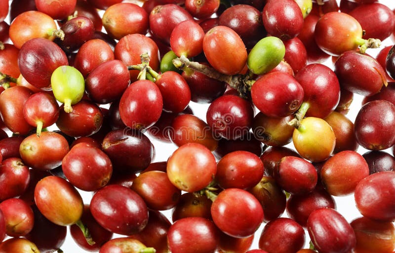 Ciliege del caffè o bacche di caffè immagine stock libera da diritti Ciliege del caffè o bacche di caffè immagine stock libera da diritti