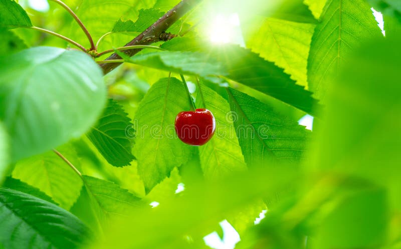 Ciliege mature che appendono su un ramo fra le foglie illuminate da luce solare fotografia stock libera da diritti Ciliege mature che appendono su un ramo fra le foglie illuminate da luce solare fotografia stock libera da diritti