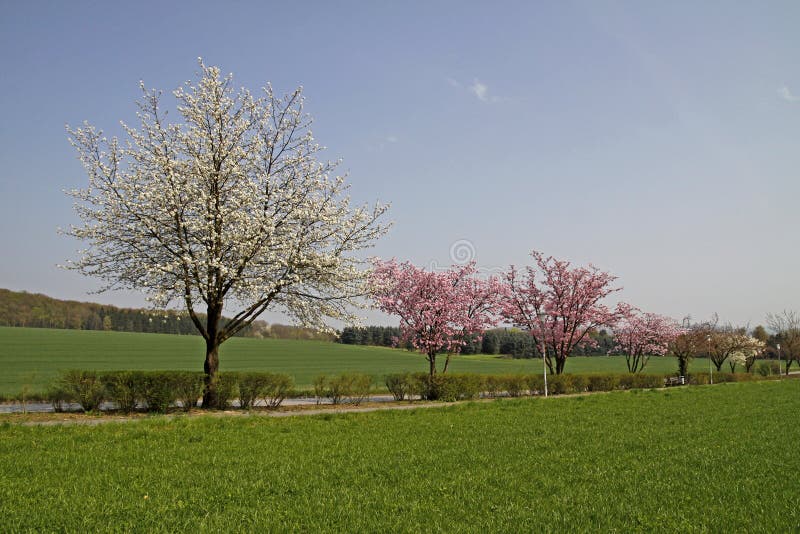 Ciliegio Giapponese In Primavera Germania Fotografia Stock Immagine