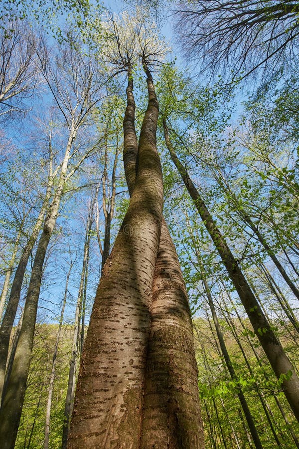Ciliegi in una foresta del faggio fotografia stock Ciliegi in una foresta del faggio fotografia stock
