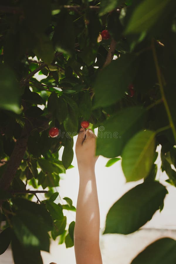 Ciliegia di raccolto del bambino dall'albero in giardino Il ragazzo del Medio-Oriente di 6 anni seleziona la frutta cruda della c fotografie stock Ciliegia di raccolto del bambino dall'albero in giardino Il ragazzo del Medio-Oriente di 6 anni seleziona la frutta cruda della c fotografie stock
