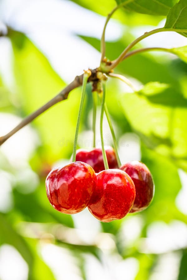 Ciliegie rosse sull'albero nel giorno di estate immagini stock Ciliegie rosse sull'albero nel giorno di estate immagini stock