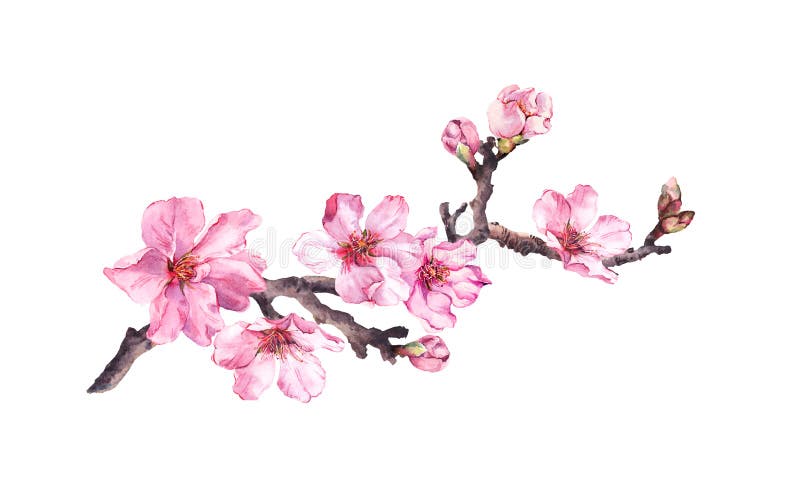 Ciliegio di fioritura La mela rosa fiorisce, sakura, fiori della mandorla sul ramo di fioritura Colore di acqua