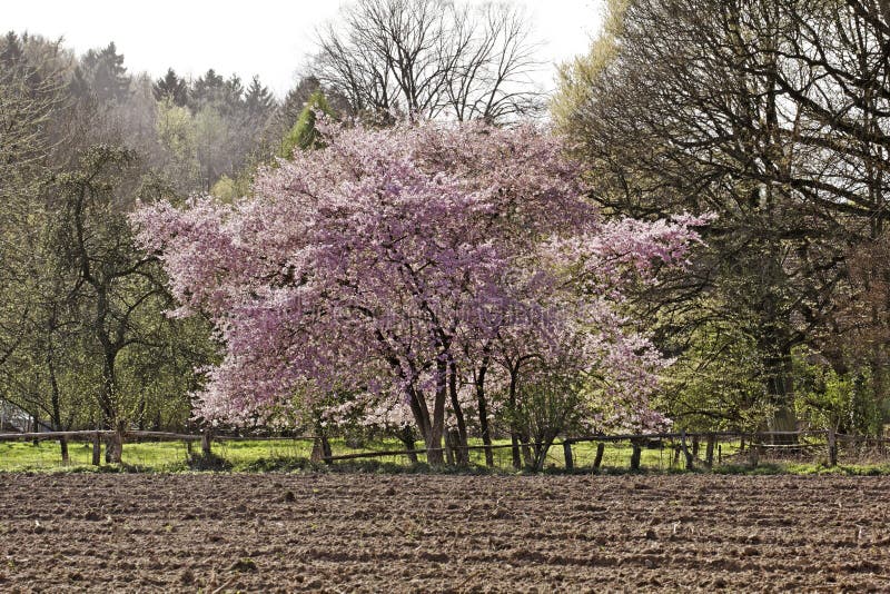 Ciliegio Giapponese In Primavera Germania Immagine Stock Immagine Di