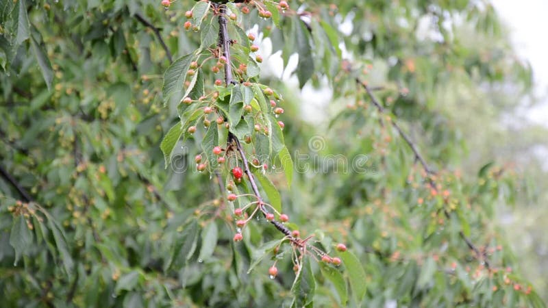 Ciliegio nella pioggia