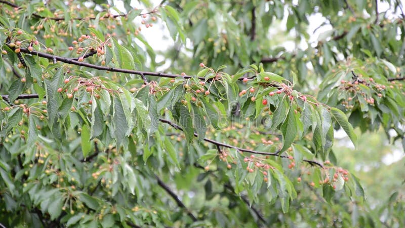 Ciliegio nella pioggia