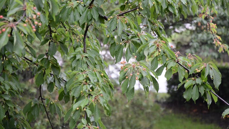 Ciliegio nella pioggia