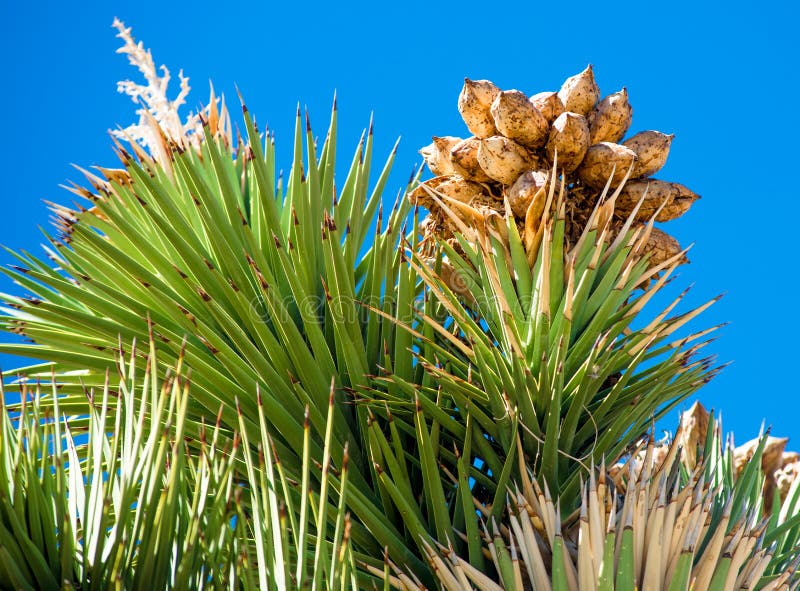 Cima di Joshua Tree immagini stock Cima di Joshua Tree immagini stock
