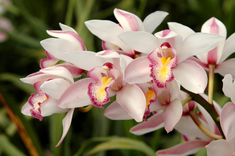 Cimbidium