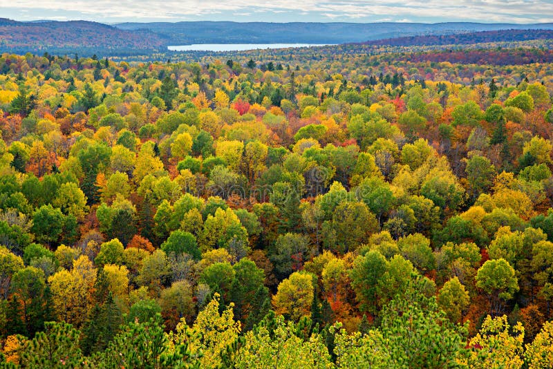 Cime Colourful dell'albero in Autumn Forest fotografie stock libere da diritti Cime Colourful dell'albero in Autumn Forest fotografie stock libere da diritti
