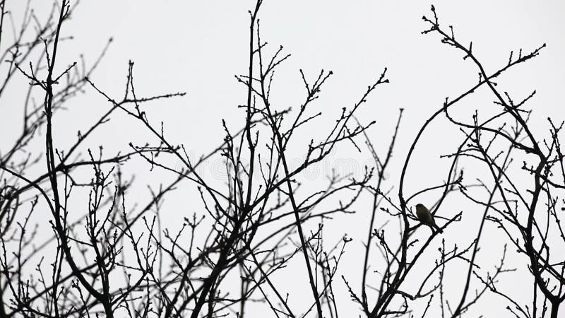 Cimes d'arbre et un oiseau