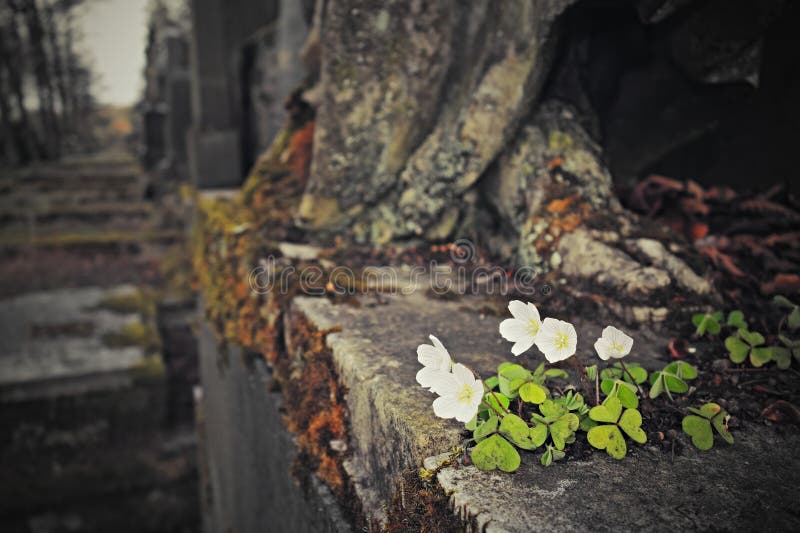 Cimetière abandonné photos stock Cimetière abandonné photos stock