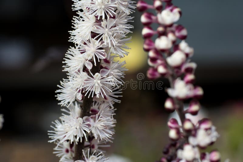 Ανθισμένη κιμικιφούγα στοκ εικόνες
