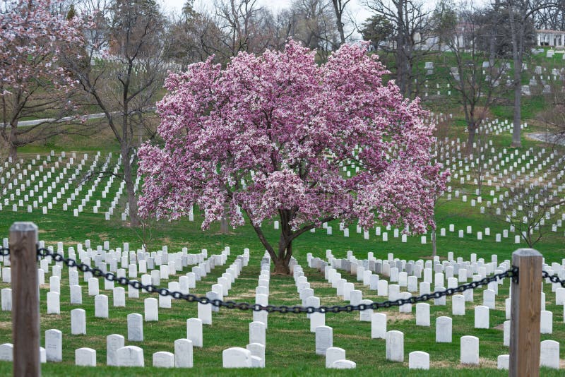 Cimitero Nazionale di Arlington con bellissimi ciliegi in fiore e lapidi immagine stock