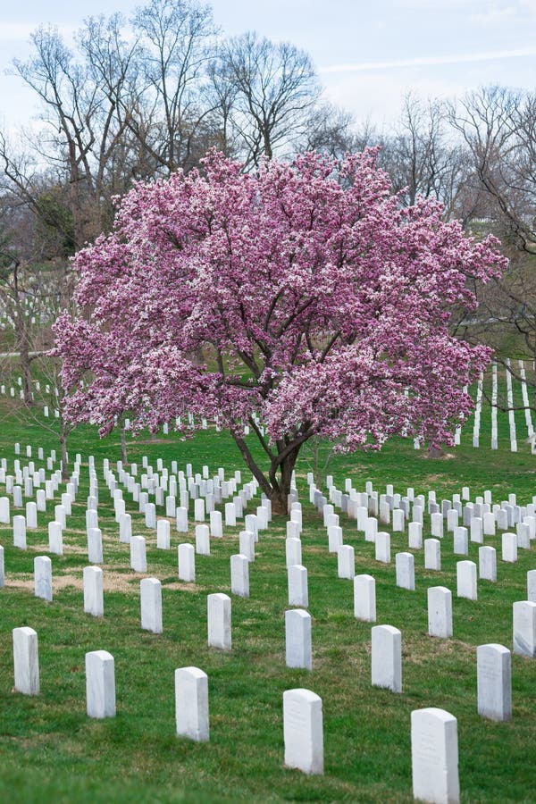 Cimitero Nazionale di Arlington con bellissimi ciliegi in fiore e lapidi fotografia stock libera da diritti