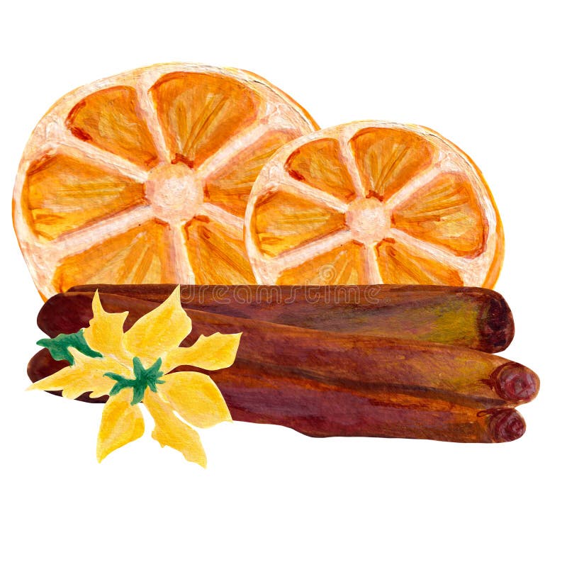 Cinamon, oranges and yellow poinsettia, hand painted watercolor illustration
, perfect to use on the web or in print