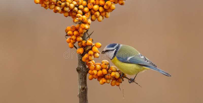 Cinciarella euroasiatica - Blaumeise - caeruleus del Parus/caeruleus di Cyanistes immagine stock libera da diritti Cinciarella euroasiatica - Blaumeise - caeruleus del Parus/caeruleus di Cyanistes immagine stock libera da diritti