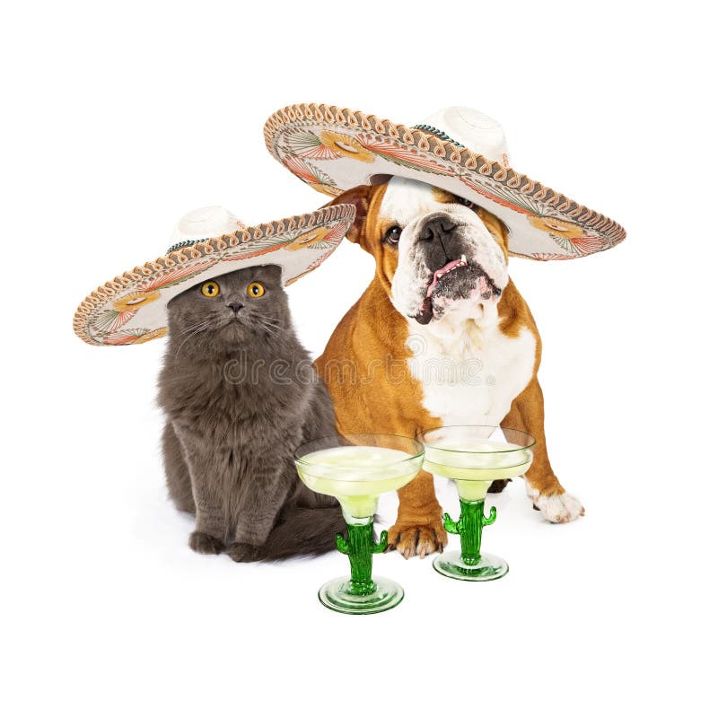Roztomilý šedá kočka a buldok společně slaví nošení mexičan sombrera koktejly.