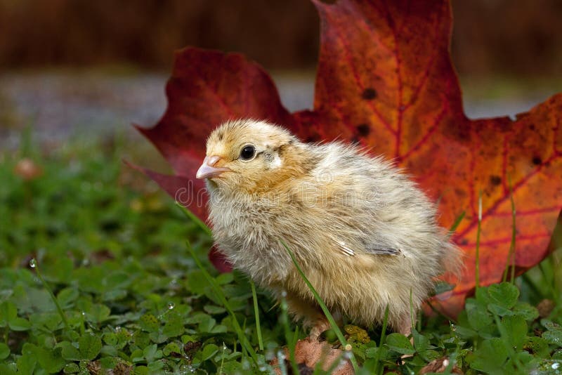 Cinco dias codorniz velhas, japonica do Coturnix fotografado na natureza imagem de stock Cinco dias codorniz velhas, japonica do Coturnix fotografado na natureza imagem de stock