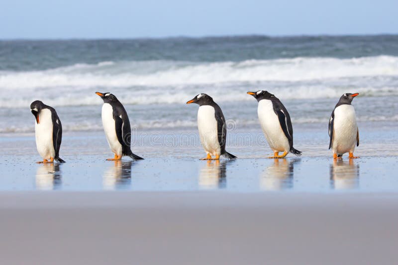 Cinco pingüinos de Gentoo en fila en el borde de las orillas