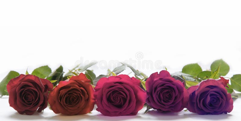 Cinco rosas colocadas de lado a lado imagem de stock Cinco rosas colocadas de lado a lado imagem de stock