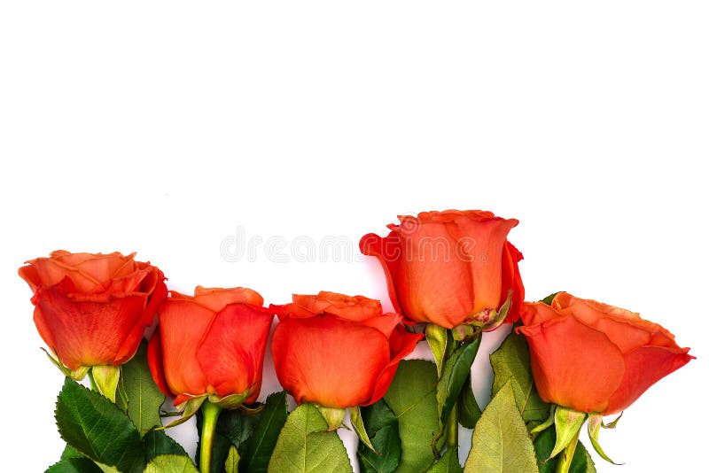 Cinco rosas vermelhas em um fundo branco Rosas coloridas com folhas verdes As flores isoladas apresentaram em seguido Vista de foto de stock royalty free Cinco rosas vermelhas em um fundo branco Rosas coloridas com folhas verdes As flores isoladas apresentaram em seguido Vista de foto de stock royalty free