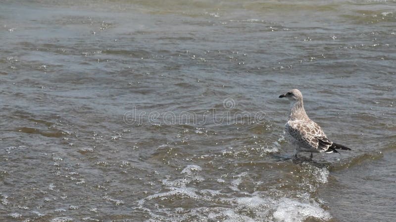 Sanderling Bird in Shallow Water on Coast of Lake Michigan Looking on Waves