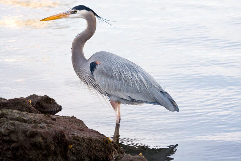 Cinerea grå heron för ardea arkivfoton