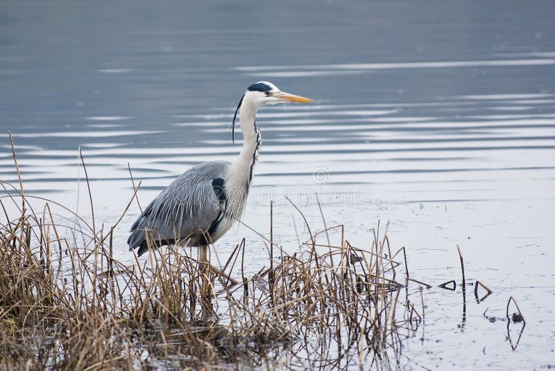 Cinerea grå heron för ardea royaltyfria foton