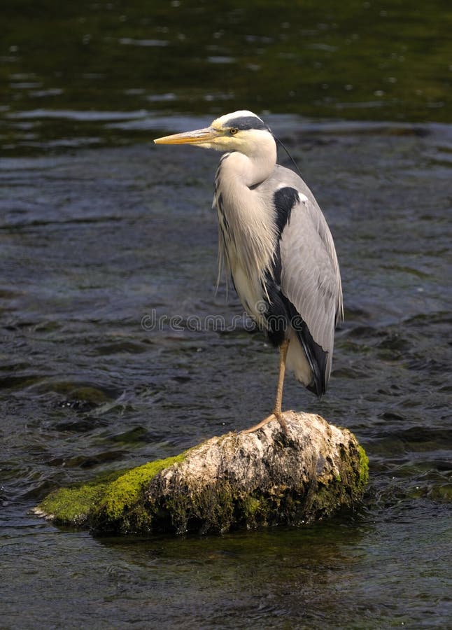 Cinerea grå heron för ardea royaltyfria bilder