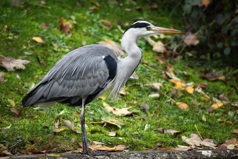 Cinerea grå heron för ardea royaltyfri fotografi