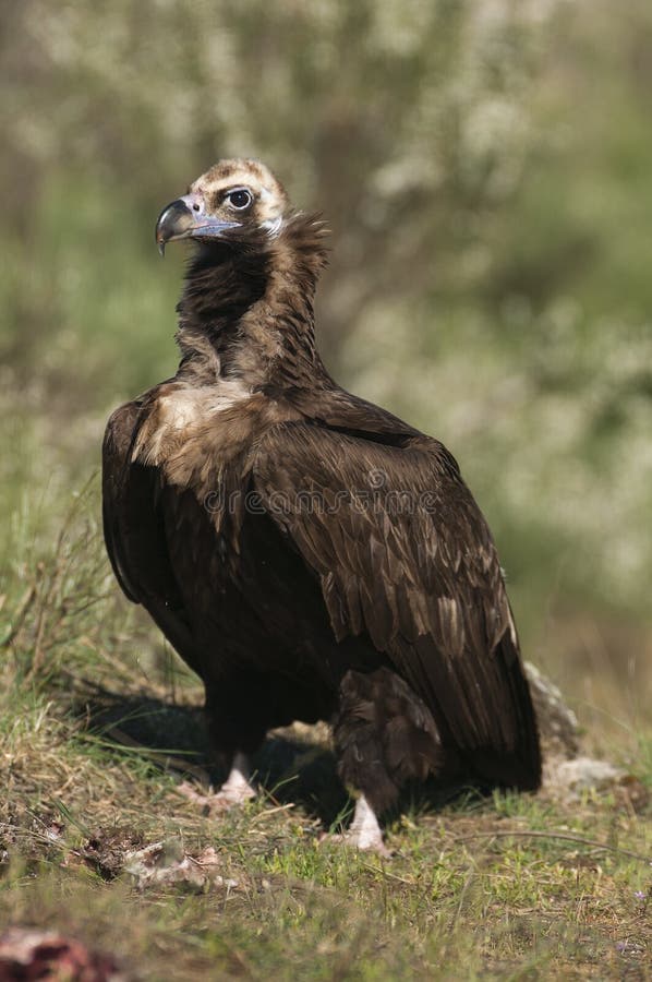 Cinereous Eurasian Black Vulture Aegypius Monachus, Stock Image - Image ...