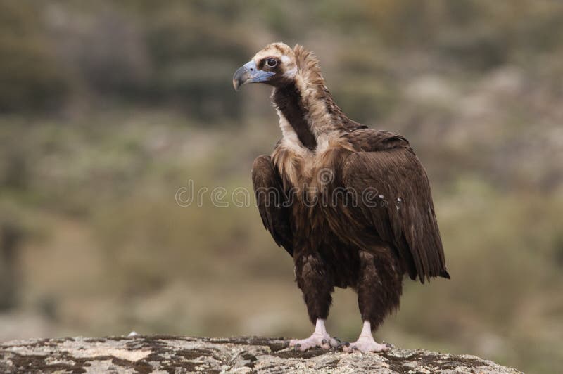Eurasian Black Vulture 1 stock photo. Image of pick, claw - 2258304